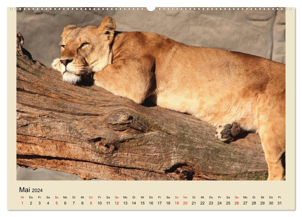 Löwen im Tierpark Hagenbeck (CALVENDO Wandkalender 2024)