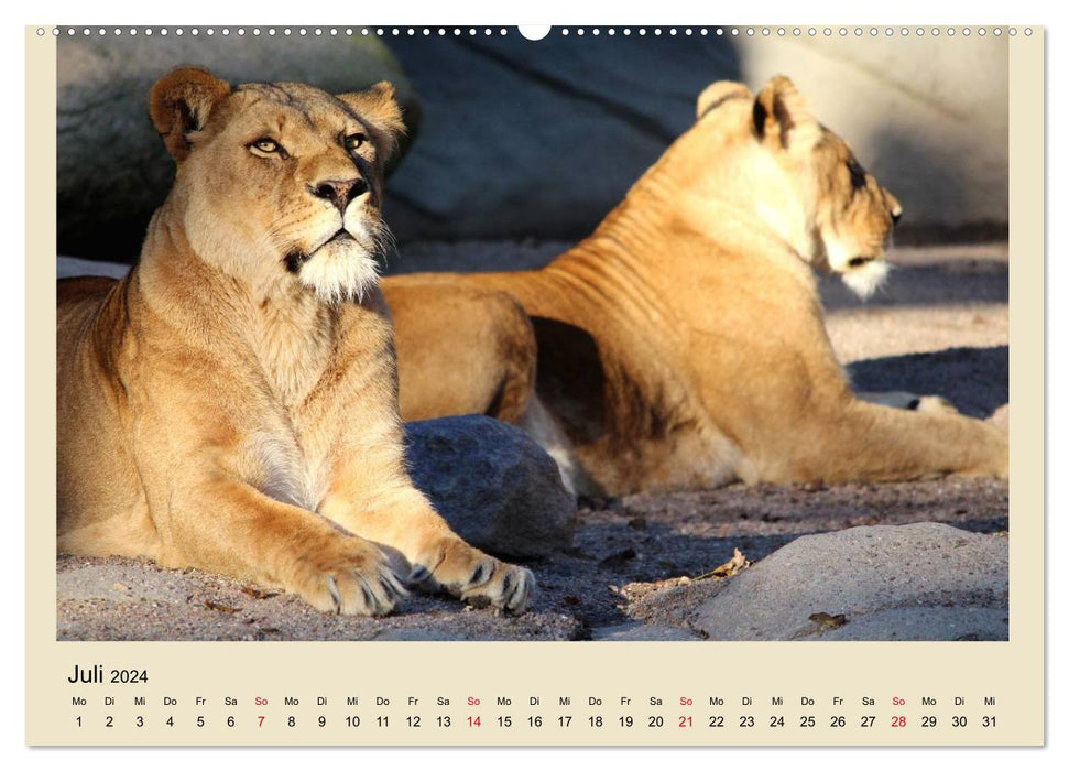 Löwen im Tierpark Hagenbeck (CALVENDO Wandkalender 2024)