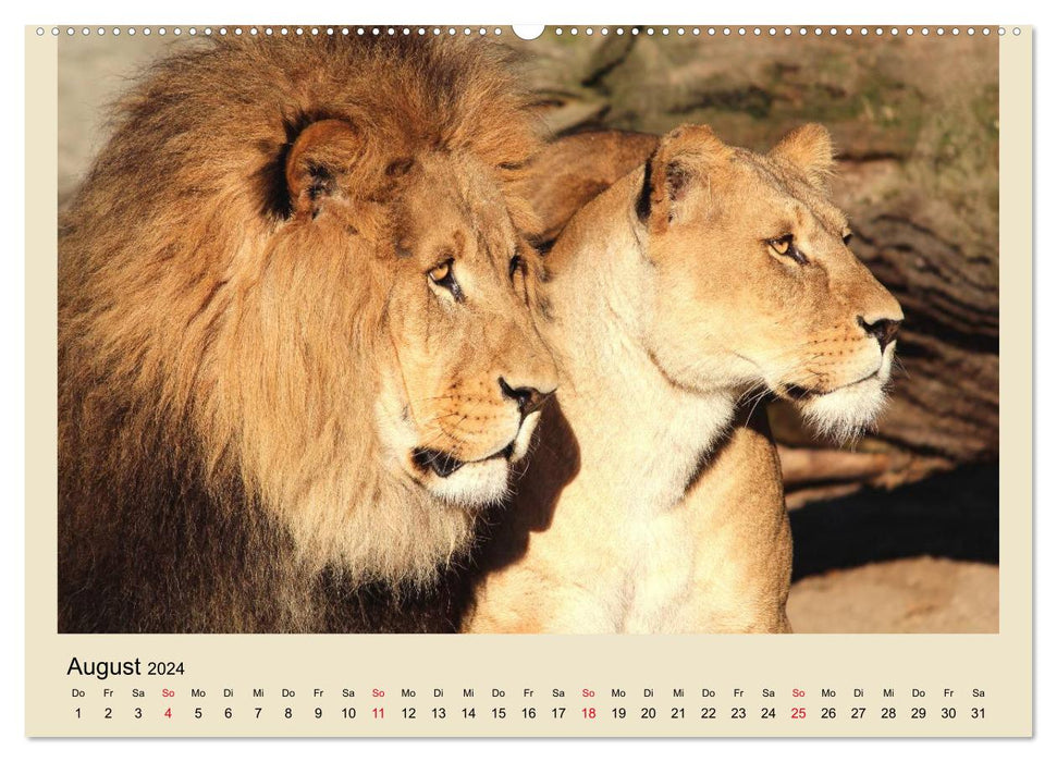 Löwen im Tierpark Hagenbeck (CALVENDO Wandkalender 2024)