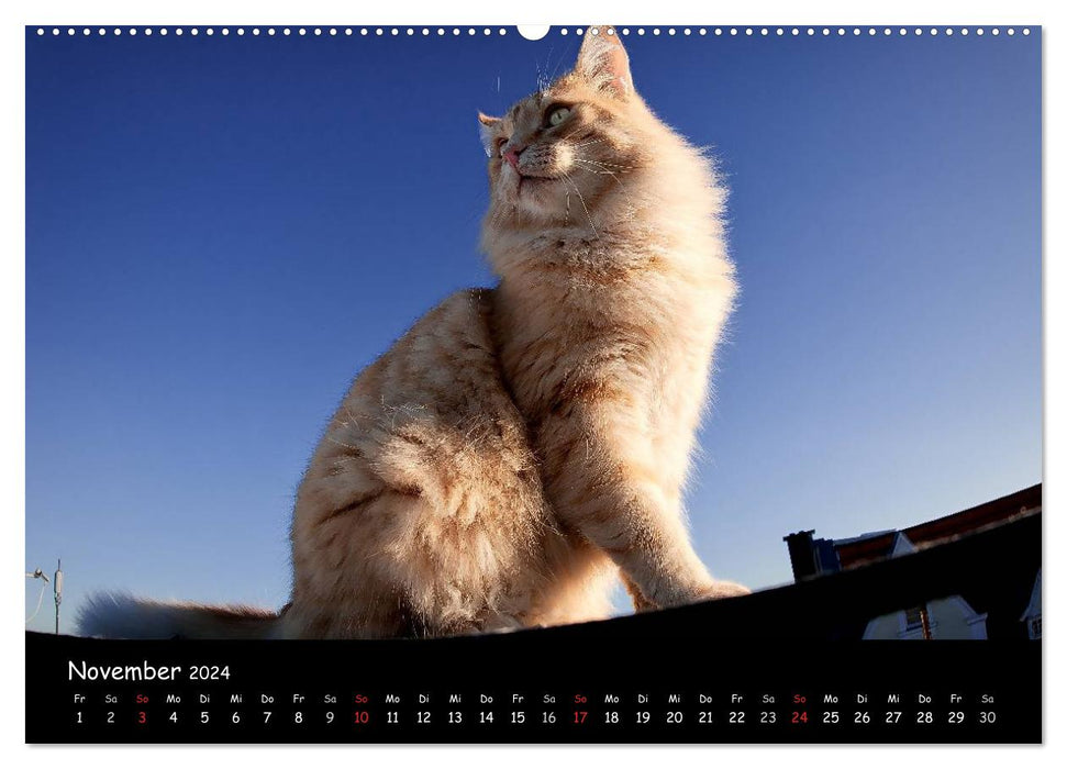 Cat Blues (CALVENDO Wall Calendar 2024) 