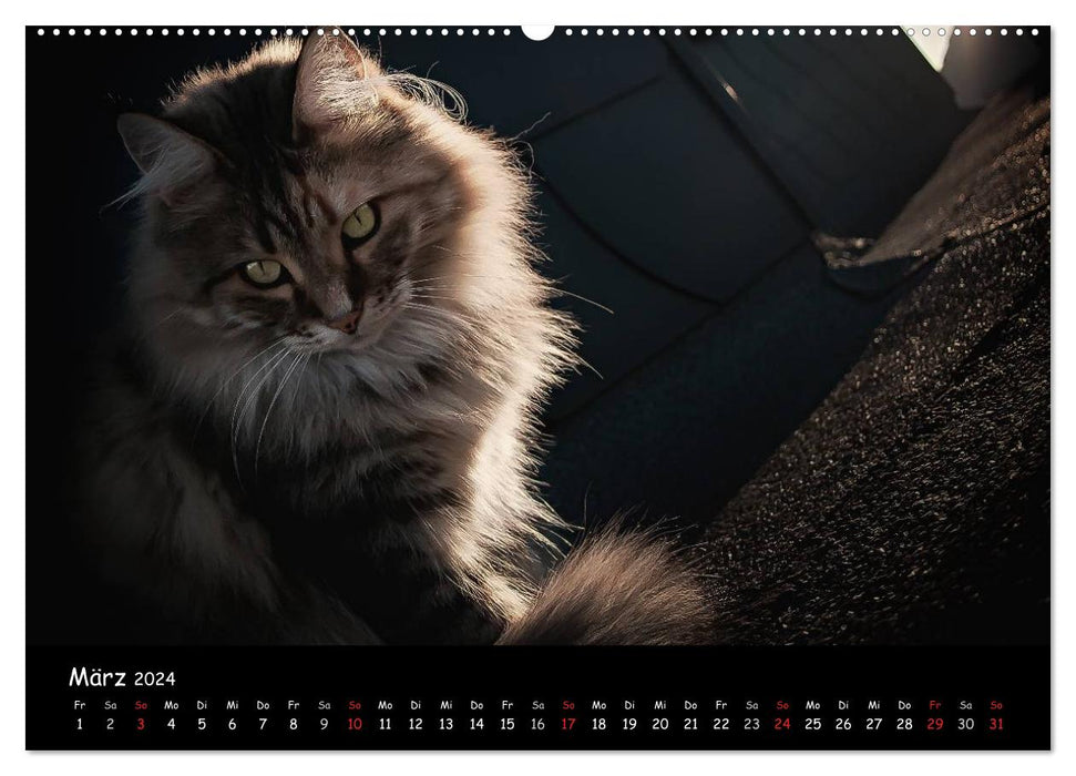 Katzen Blues (CALVENDO Wandkalender 2024)