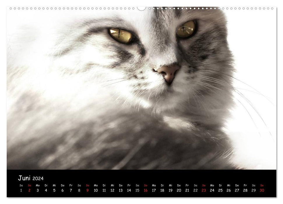 Cat Blues (CALVENDO Wall Calendar 2024) 