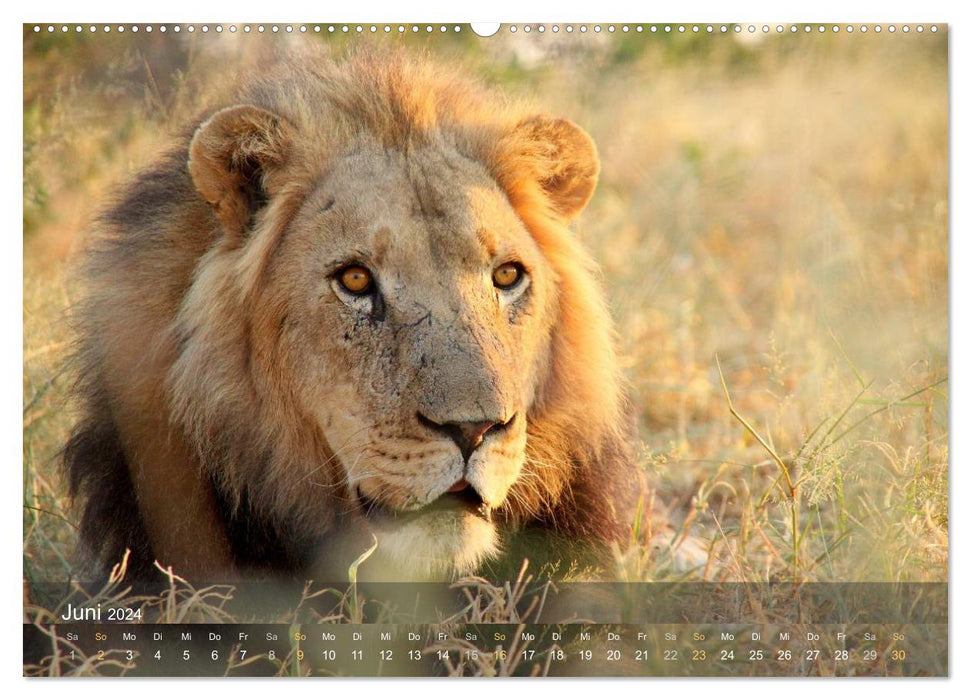 Botswana Wildlife (CALVENDO Wall Calendar 2024) 