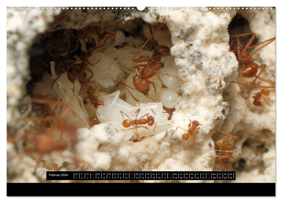 Exotische Ameisen (CALVENDO Premium Wandkalender 2024)