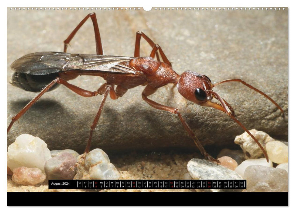Exotic ants (CALVENDO Premium wall calendar 2024) 