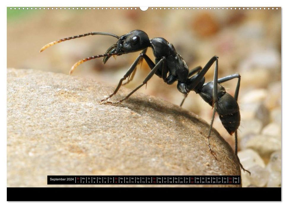 Exotic ants (CALVENDO Premium wall calendar 2024) 