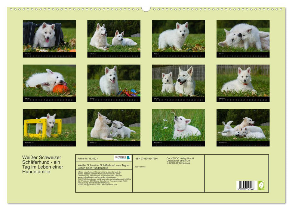 Berger Blanc Suisse - Une journée dans la vie d'une famille de chiens (Calendrier mural CALVENDO 2024) 