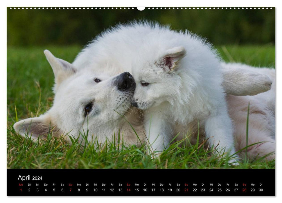Berger Blanc Suisse - Une journée dans la vie d'une famille de chiens (Calendrier mural CALVENDO 2024) 