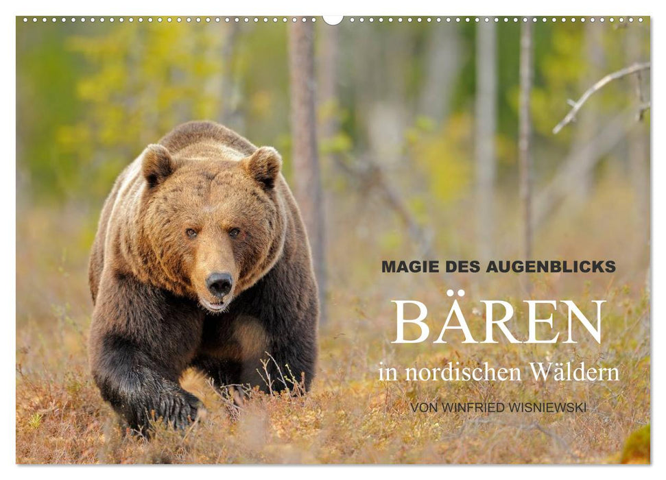 Magic of the moment - bears in Nordic forests (CALVENDO wall calendar 2024) 