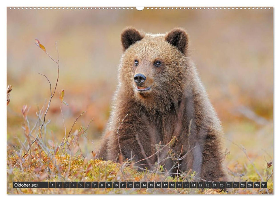 Magie du moment - ours dans les forêts nordiques (Calendrier mural CALVENDO 2024) 