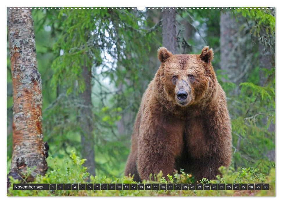 Magie du moment - ours dans les forêts nordiques (Calendrier mural CALVENDO 2024) 