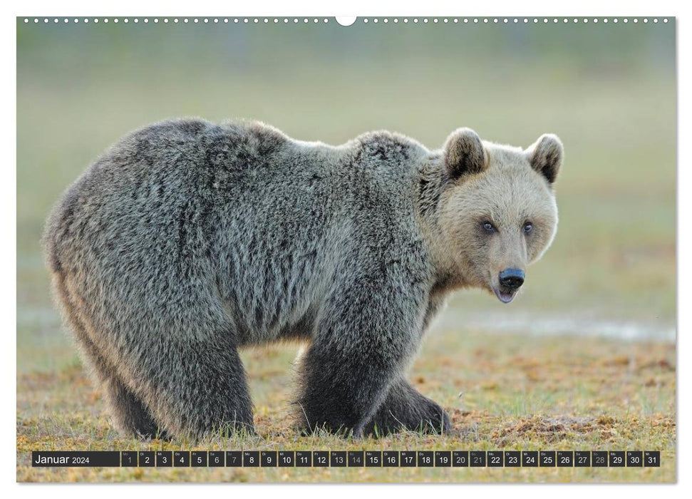 Magie des Augenblicks - Bären in nordischen Wäldern (CALVENDO Wandkalender 2024)