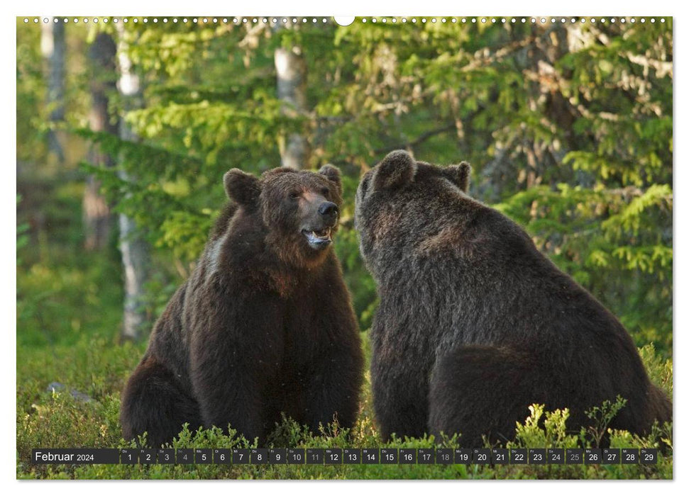 Magie du moment - ours dans les forêts nordiques (Calendrier mural CALVENDO 2024) 