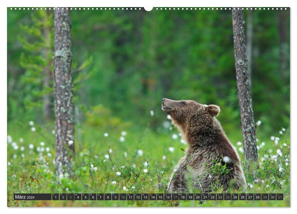 Magie du moment - ours dans les forêts nordiques (Calendrier mural CALVENDO 2024) 