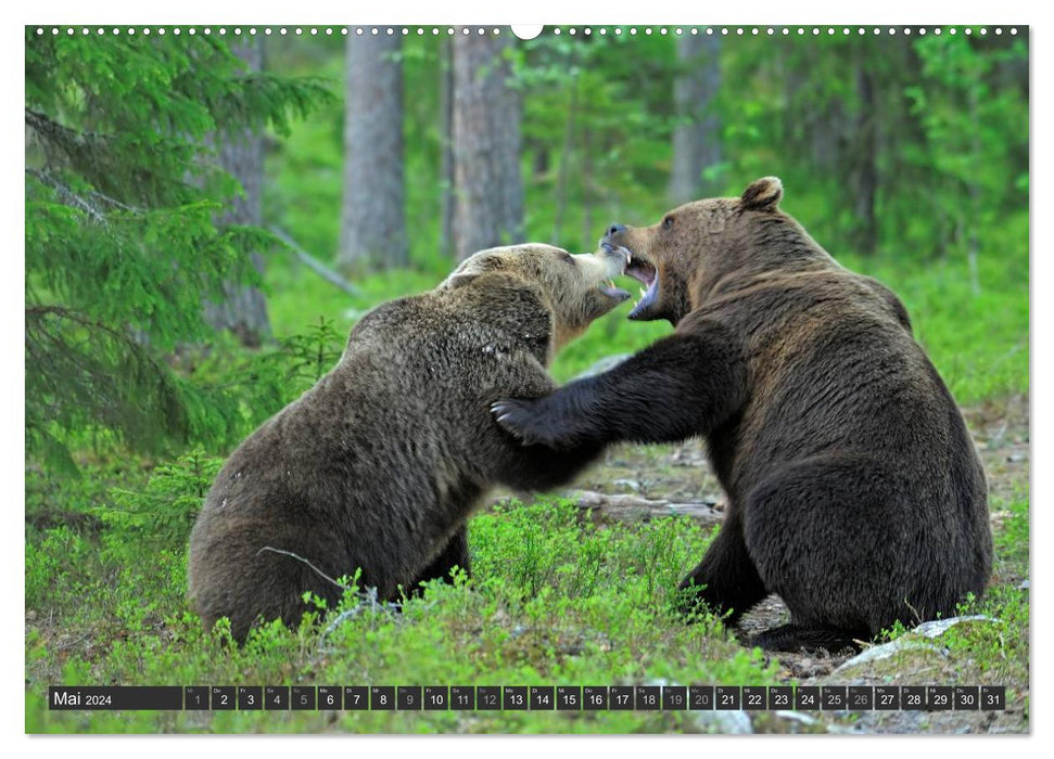 Magie du moment - ours dans les forêts nordiques (Calendrier mural CALVENDO 2024) 