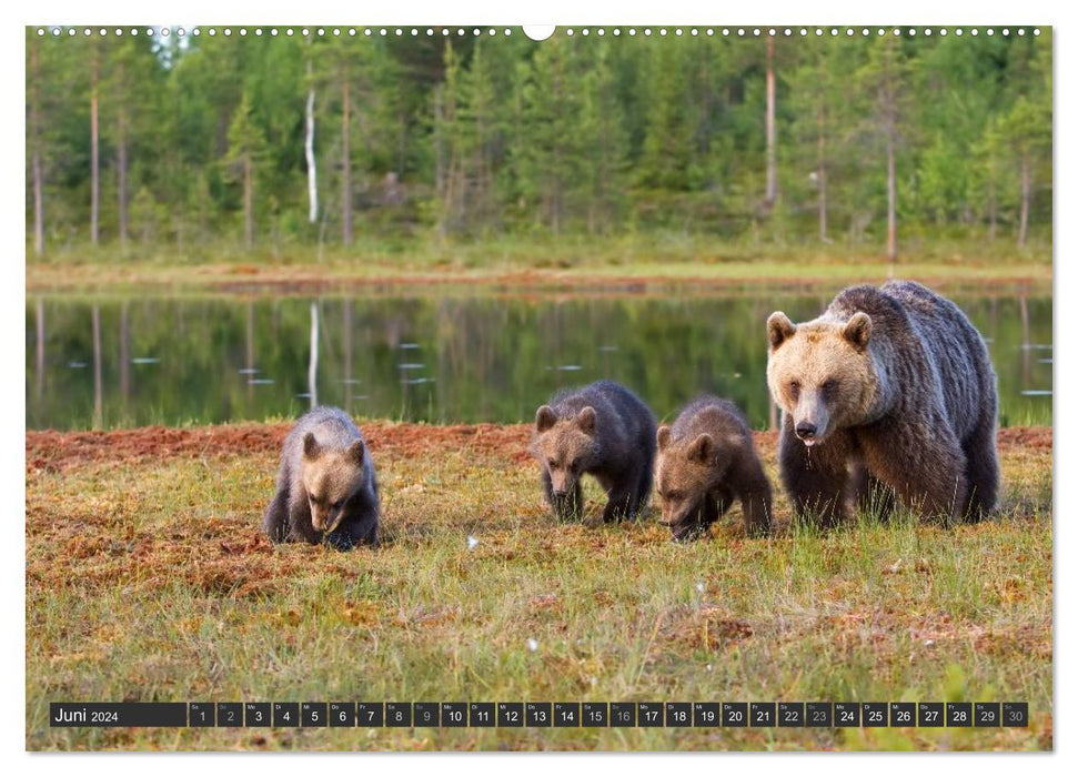 Magic of the moment - bears in Nordic forests (CALVENDO wall calendar 2024) 