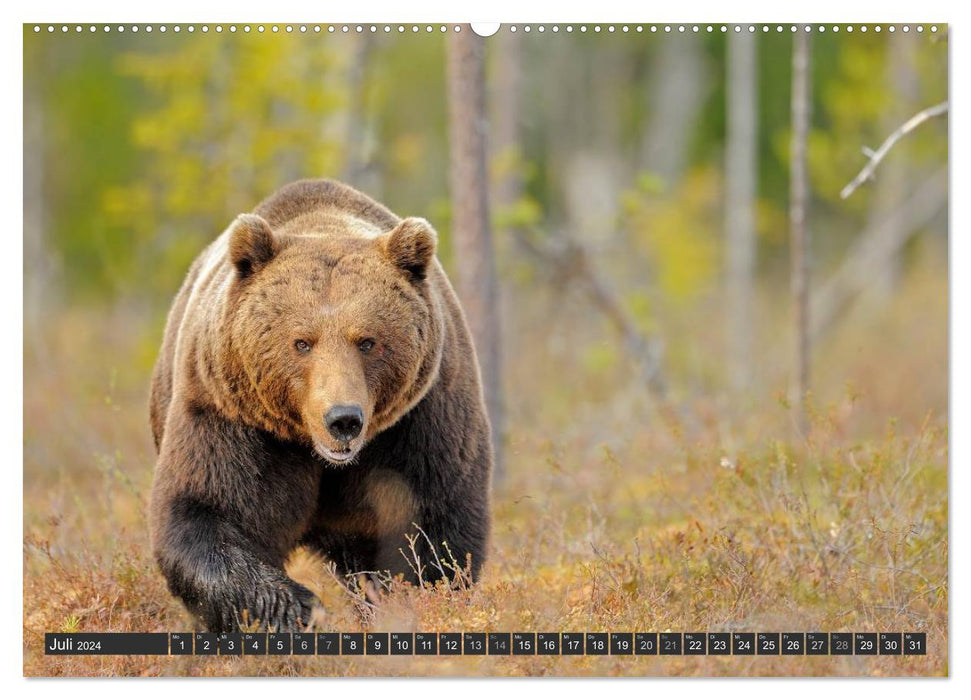 Magic of the moment - bears in Nordic forests (CALVENDO wall calendar 2024) 