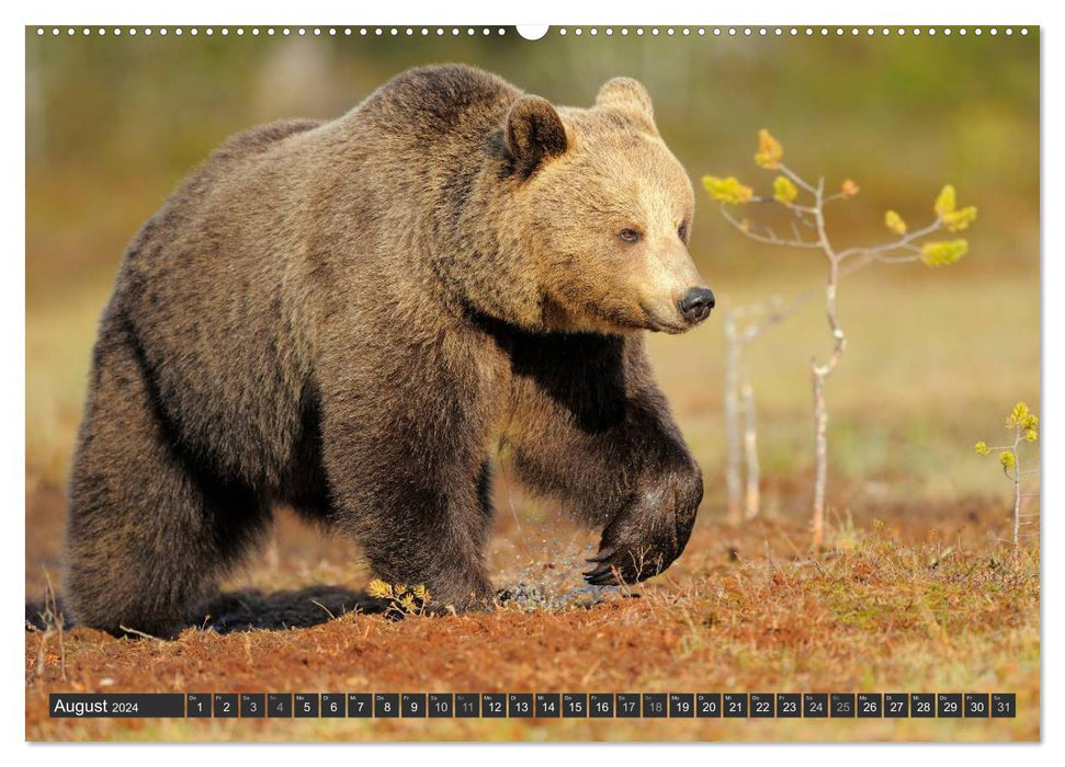 Magie du moment - ours dans les forêts nordiques (Calendrier mural CALVENDO 2024) 
