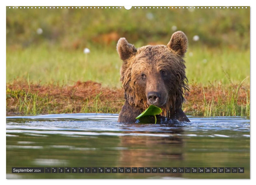 Magie du moment - ours dans les forêts nordiques (Calendrier mural CALVENDO 2024) 