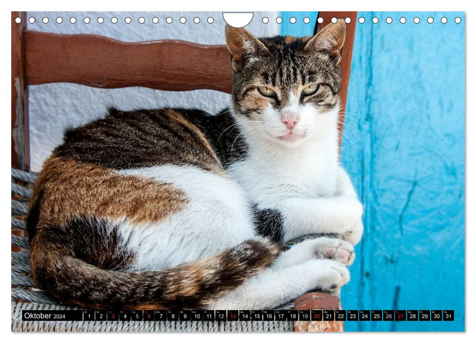 Griechische Katzen (CALVENDO Wandkalender 2024)
