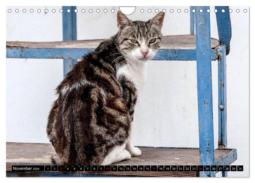 Griechische Katzen (CALVENDO Wandkalender 2024)