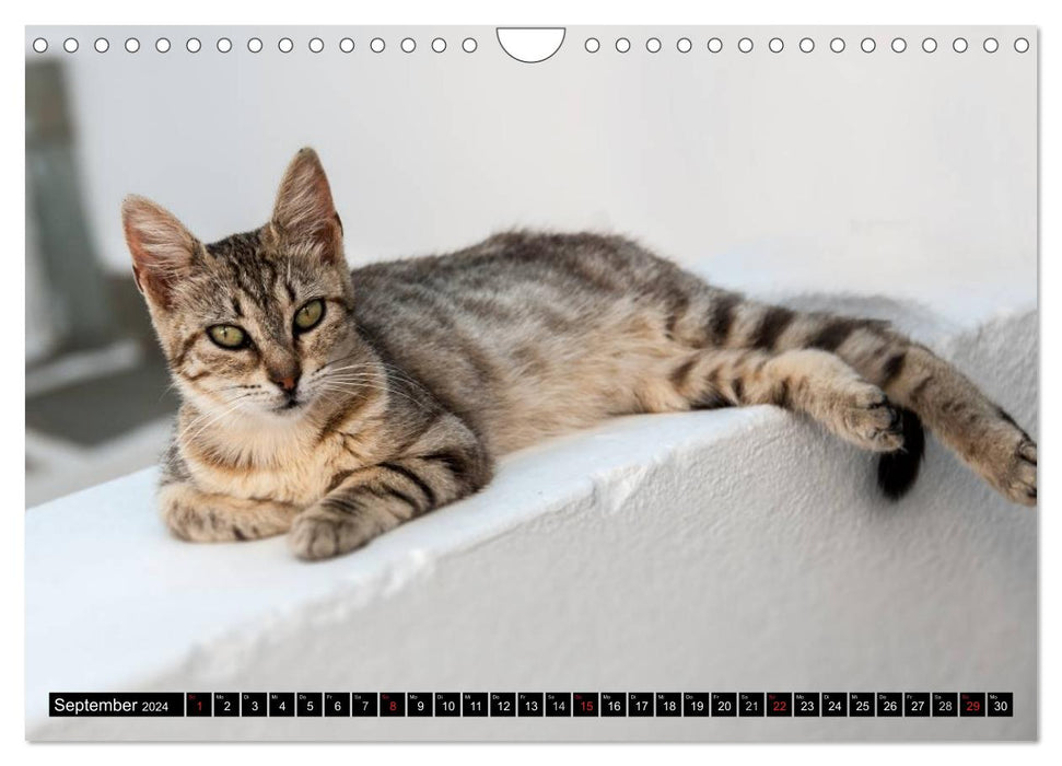 Greek cats (CALVENDO wall calendar 2024) 