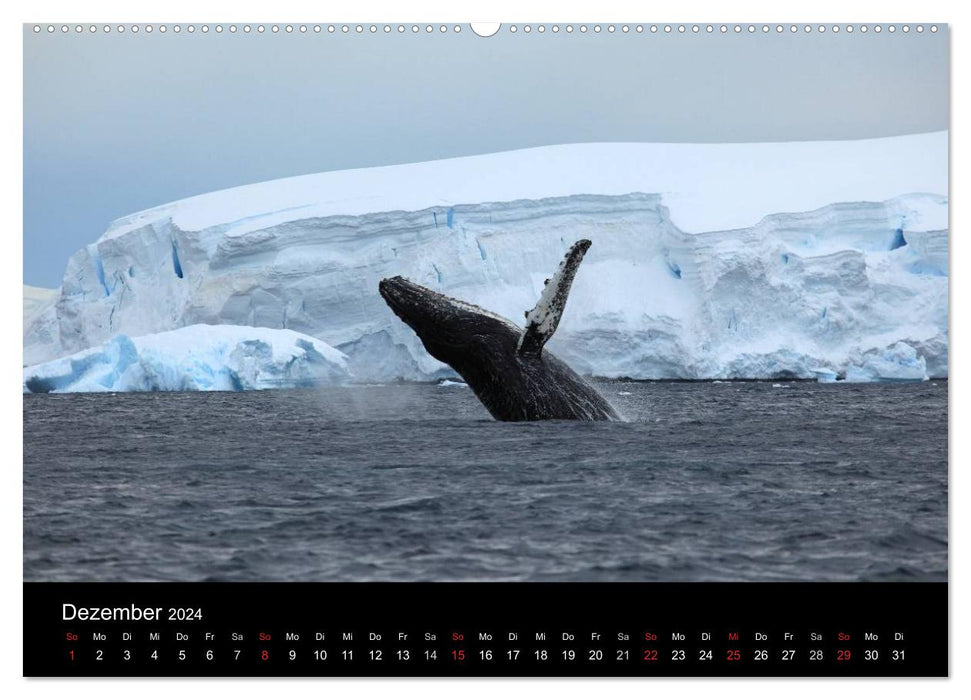 The Antarctic / CH version (CALVENDO Premium Wall Calendar 2024) 
