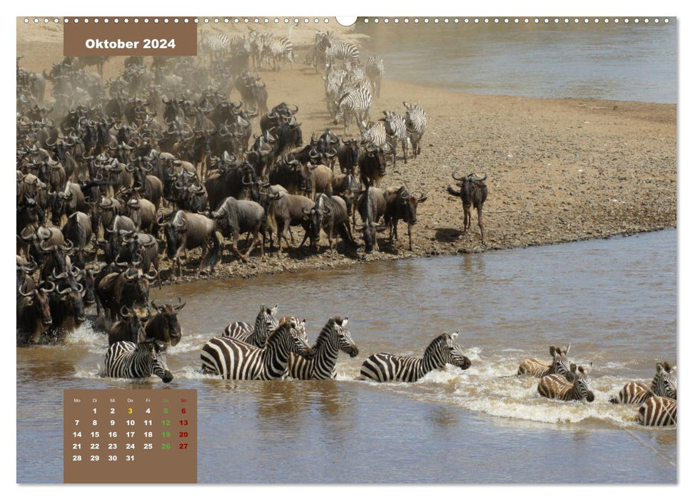 Safari njema - Safari impressions Kenya (CALVENDO Premium Wall Calendar 2024) 