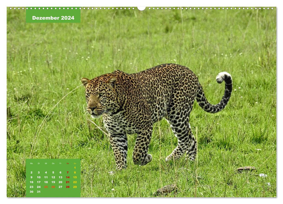 Safari njema - Safari Impressionen Kenia (CALVENDO Premium Wandkalender 2024)