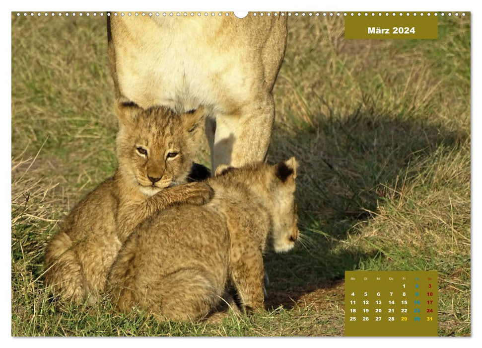 Safari njema - Safari Impressionen Kenia (CALVENDO Premium Wandkalender 2024)