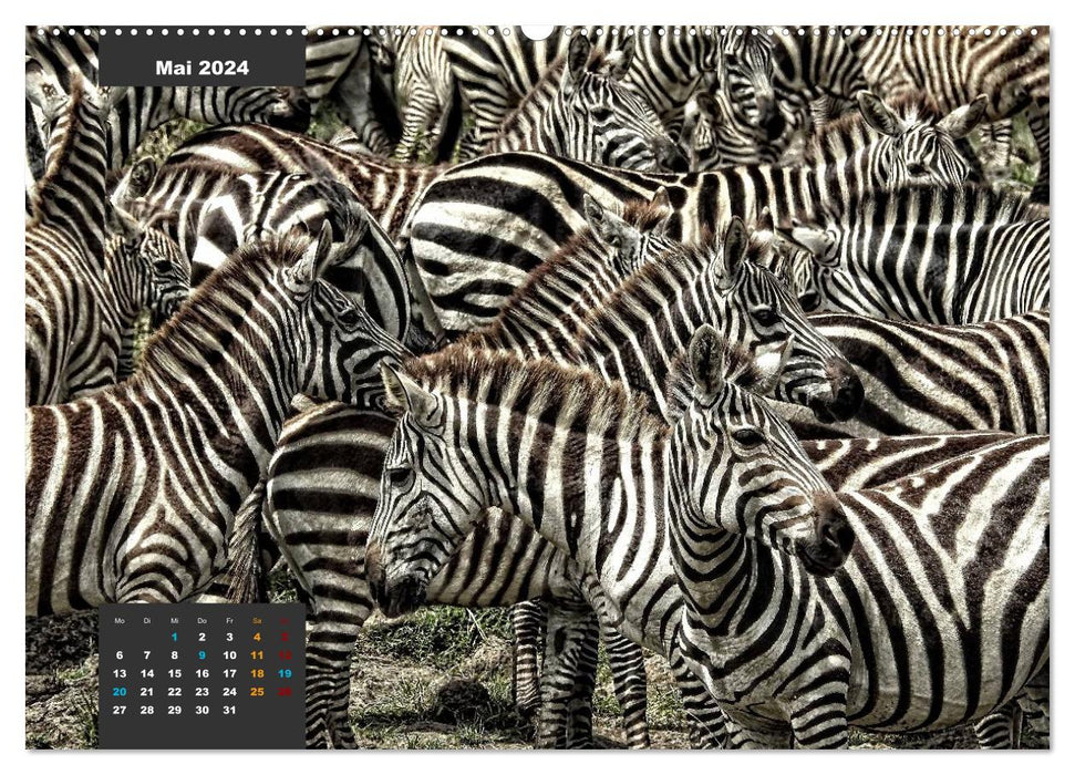 Safari njema - Safari Impressionen Kenia (CALVENDO Premium Wandkalender 2024)