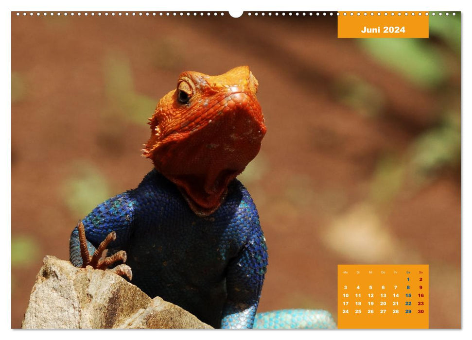 Safari njema - Safari impressions Kenya (CALVENDO Premium Wall Calendar 2024) 