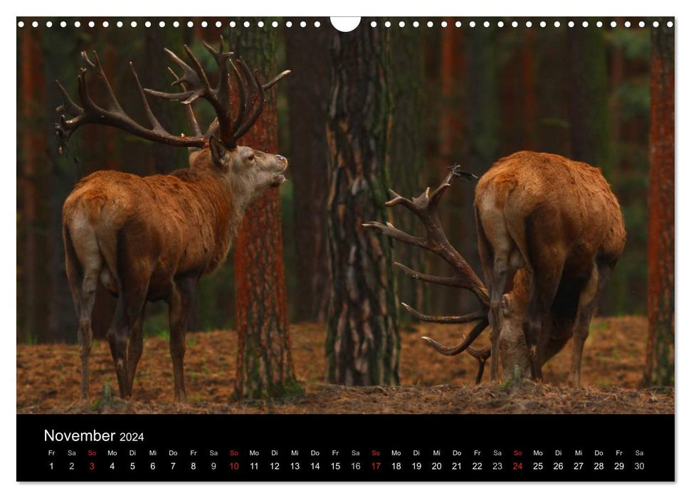 Animals of our Earth (CALVENDO wall calendar 2024) 