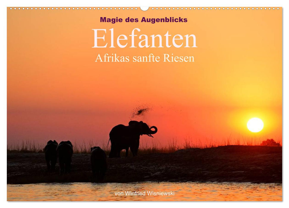 Magie du moment - Éléphants - Gentils géants d'Afrique (Calendrier mural CALVENDO 2024) 