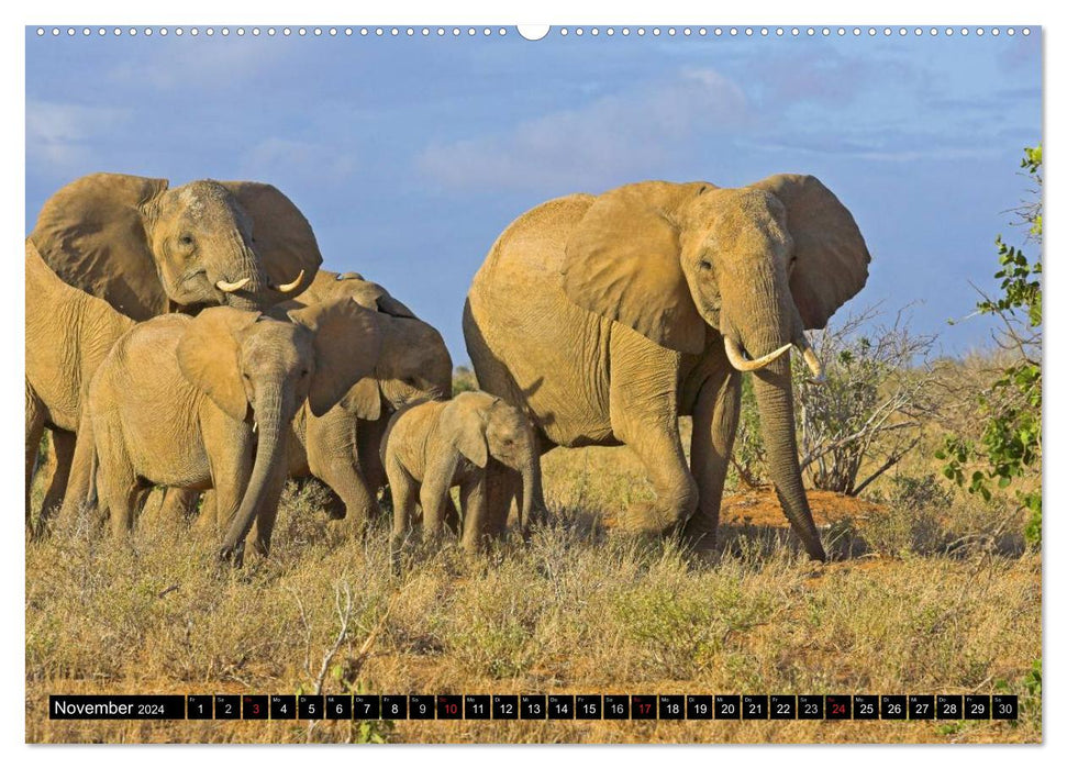 Magie du moment - Éléphants - Gentils géants d'Afrique (Calendrier mural CALVENDO 2024) 