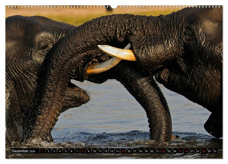 Magie du moment - Éléphants - Gentils géants d'Afrique (Calendrier mural CALVENDO 2024) 