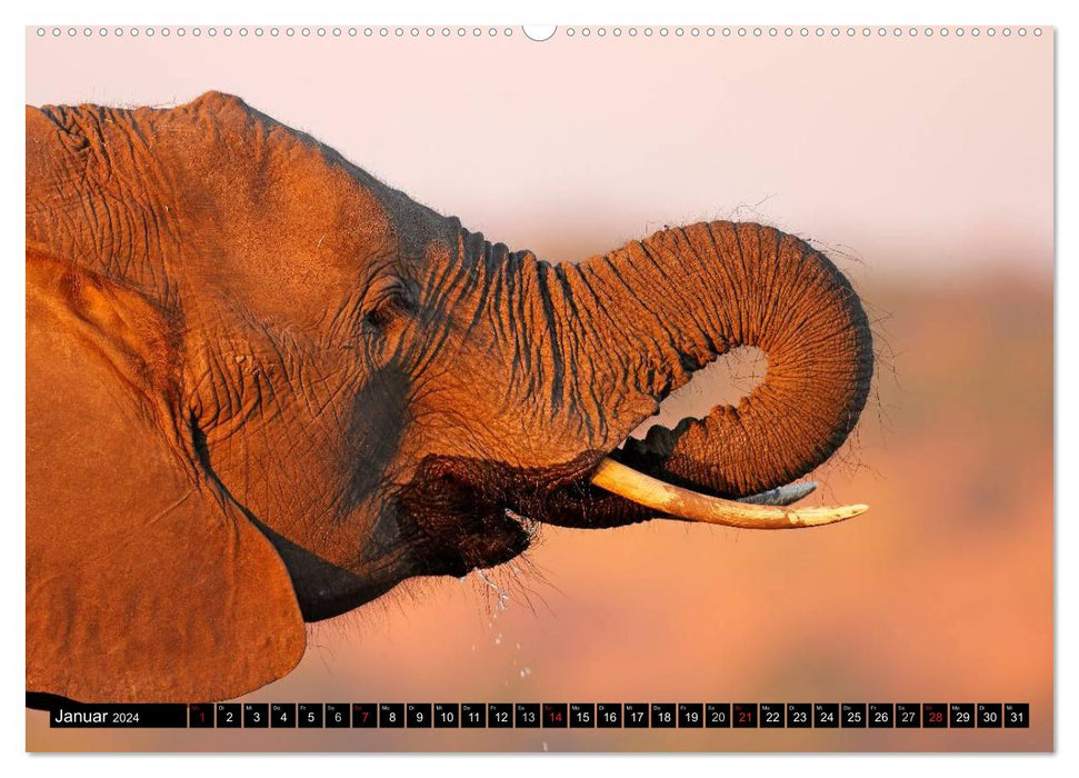 Magic of the moment - Elephants - Africa's gentle giants (CALVENDO wall calendar 2024) 