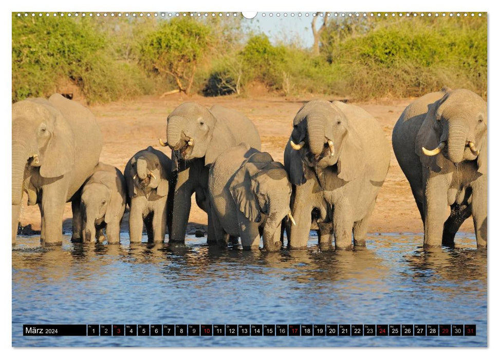Magie des Augenblicks - Elefanten - Afrikas sanfte Riesen (CALVENDO Wandkalender 2024)