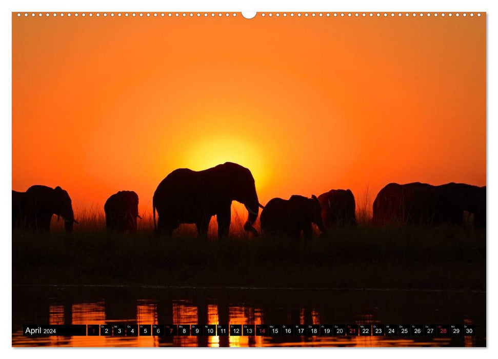 Magie du moment - Éléphants - Gentils géants d'Afrique (Calendrier mural CALVENDO 2024) 