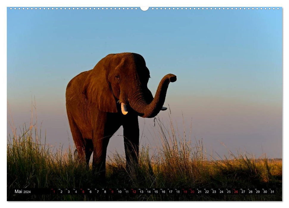 Magie du moment - Éléphants - Gentils géants d'Afrique (Calendrier mural CALVENDO 2024) 