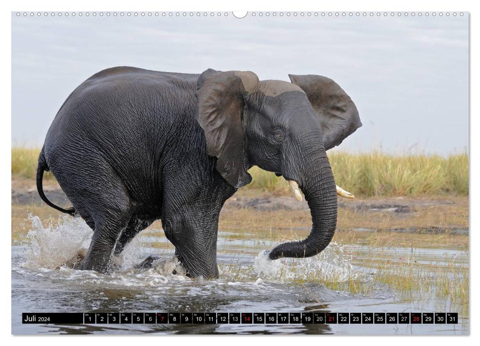 Magic of the moment - Elephants - Africa's gentle giants (CALVENDO wall calendar 2024) 