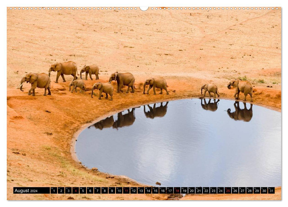 Magic of the moment - Elephants - Africa's gentle giants (CALVENDO wall calendar 2024) 