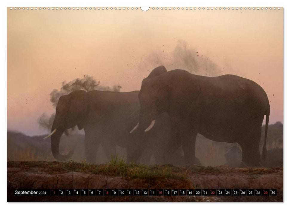 Magie des Augenblicks - Elefanten - Afrikas sanfte Riesen (CALVENDO Wandkalender 2024)