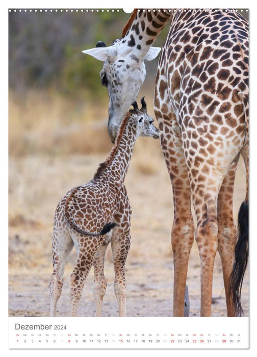 Magie du moment - girafes - géants de la savane (Calendrier mural CALVENDO 2024) 