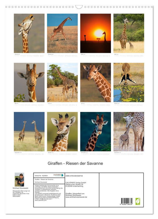 Magic of the moment - giraffes - giants of the savannah (CALVENDO wall calendar 2024) 
