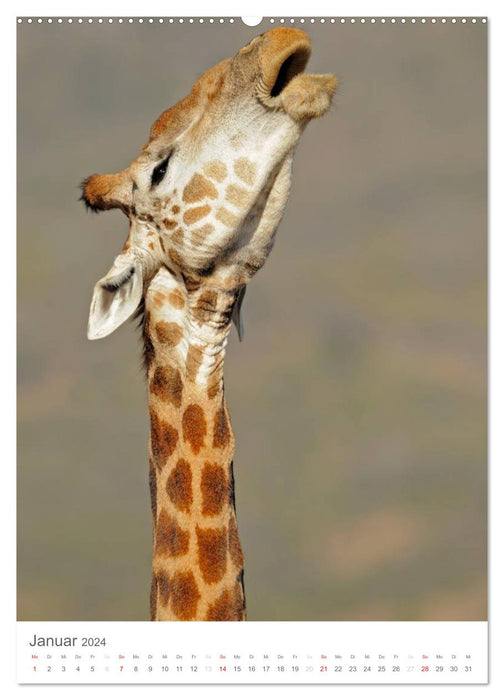 Magie des Augenblicks - Giraffen - Riesen der Savanne (CALVENDO Wandkalender 2024)