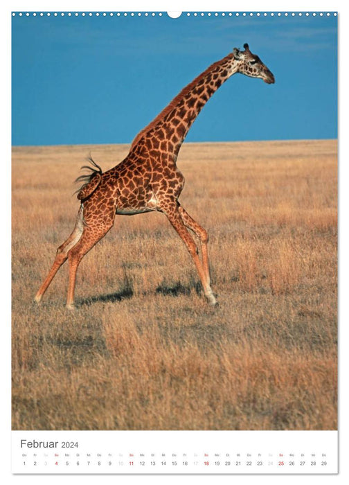 Magic of the moment - giraffes - giants of the savannah (CALVENDO wall calendar 2024) 