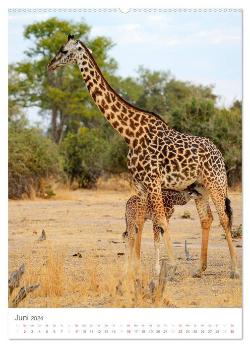 Magie du moment - girafes - géants de la savane (Calendrier mural CALVENDO 2024) 