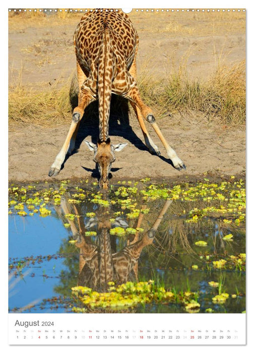 Magie du moment - girafes - géants de la savane (Calendrier mural CALVENDO 2024) 