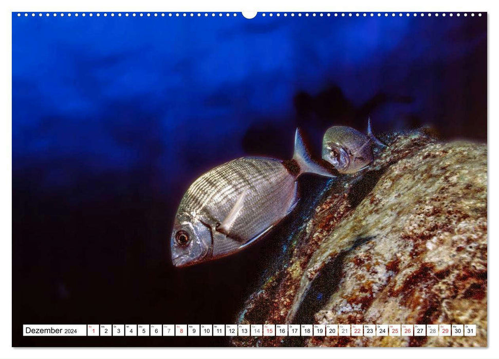 Diving in the Mediterranean (CALVENDO wall calendar 2024) 